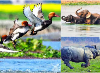 Assam Wildlife