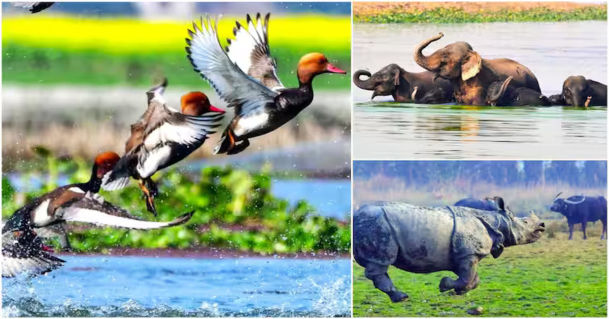 Assam Wildlife