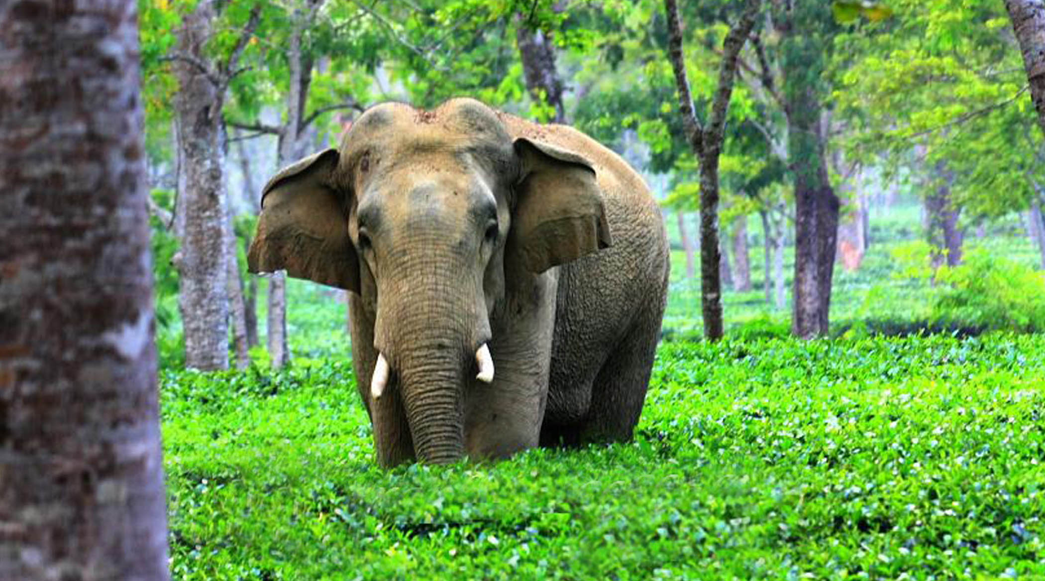 Assam’s Wildlife Areas